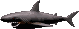 File:Shark.gif